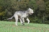 IRISH WOLFHOUND 178